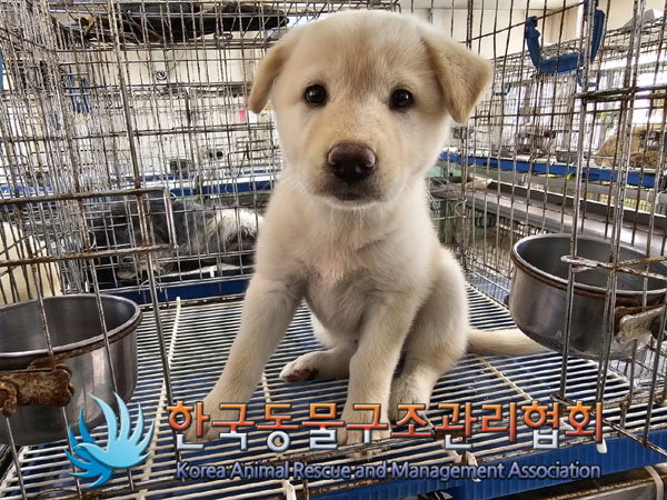 한국동물구조관리협회_411317202300211